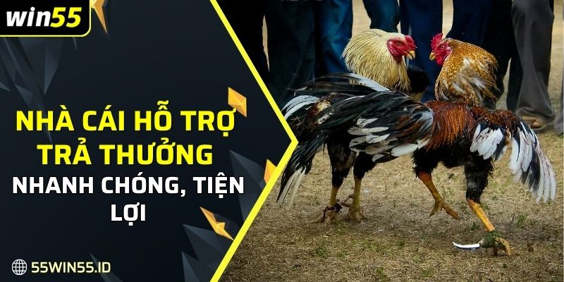 ĐÁ GÀ WIN55 2 Nhà cái hỗ trợ trả thưởng nhanh chóng, tiện lợi