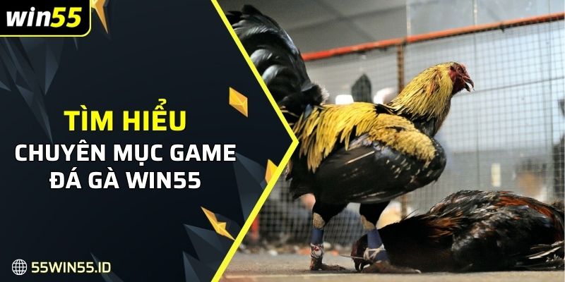 ĐÁ GÀ WIN55 1 Tìm hiểu về chuyên mục game đá gà WIN55